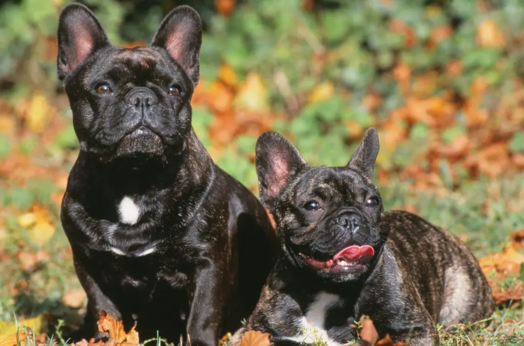 Marty and George, Kyle Krzeminski’s French Bulldogs